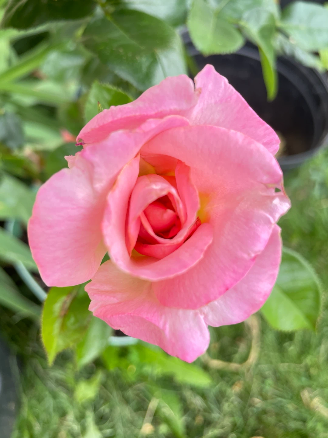 Grandiflora - orange pink Rose - 3 years old