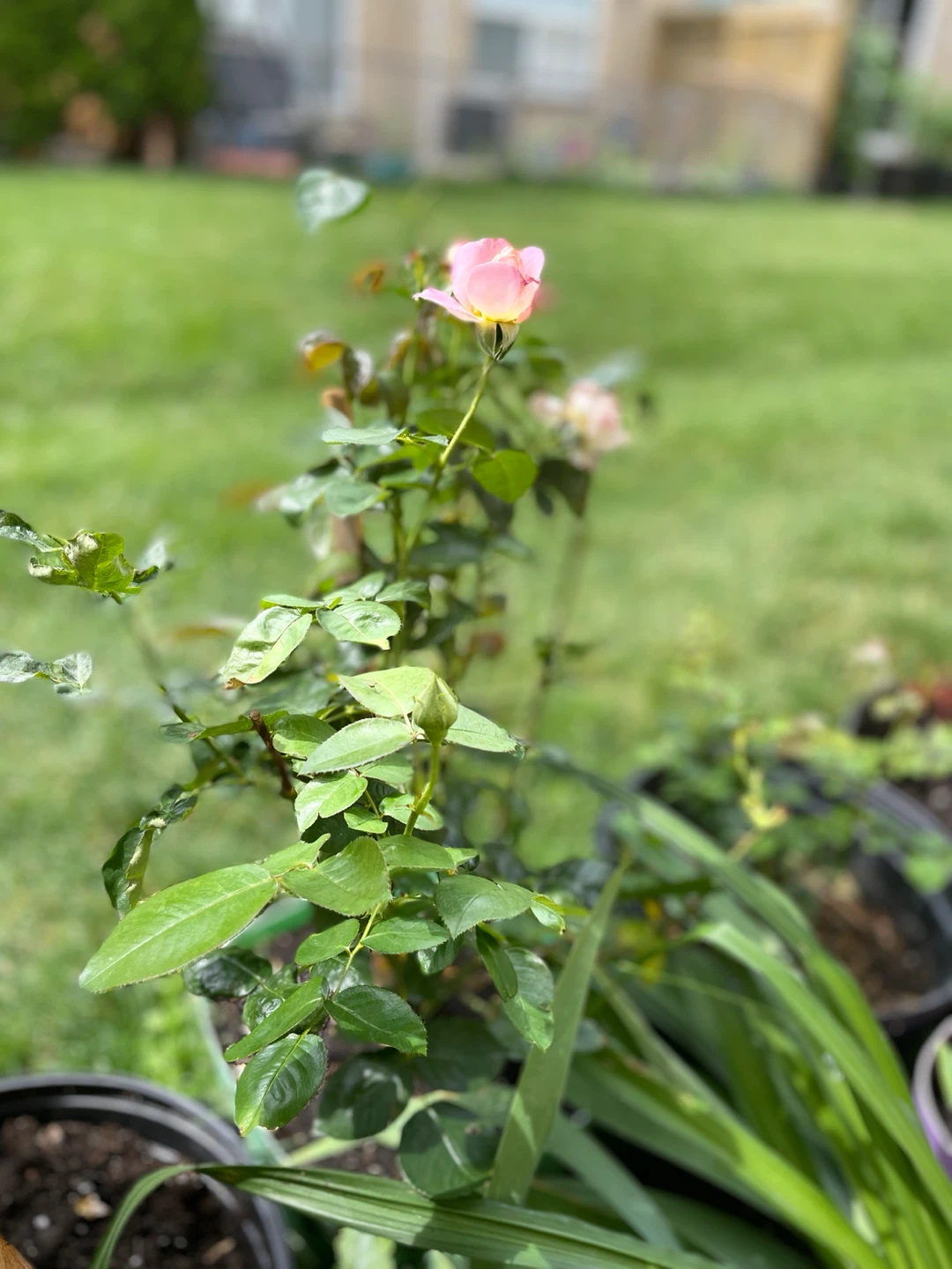 Grandiflora - orange pink Rose - 3 years old - photo 2