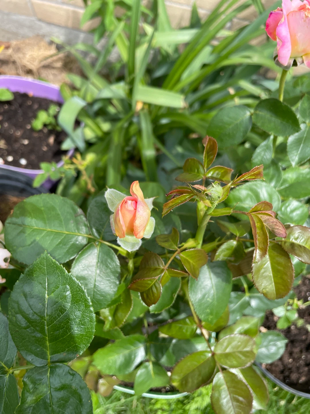 Grandiflora - orange pink Rose - 3 years old - photo 3