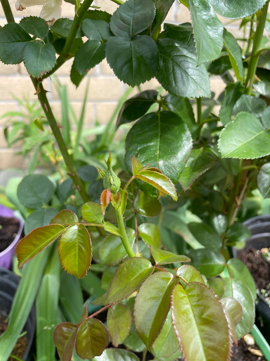 Grandiflora - orange pink Rose - 3 years old - photo 4