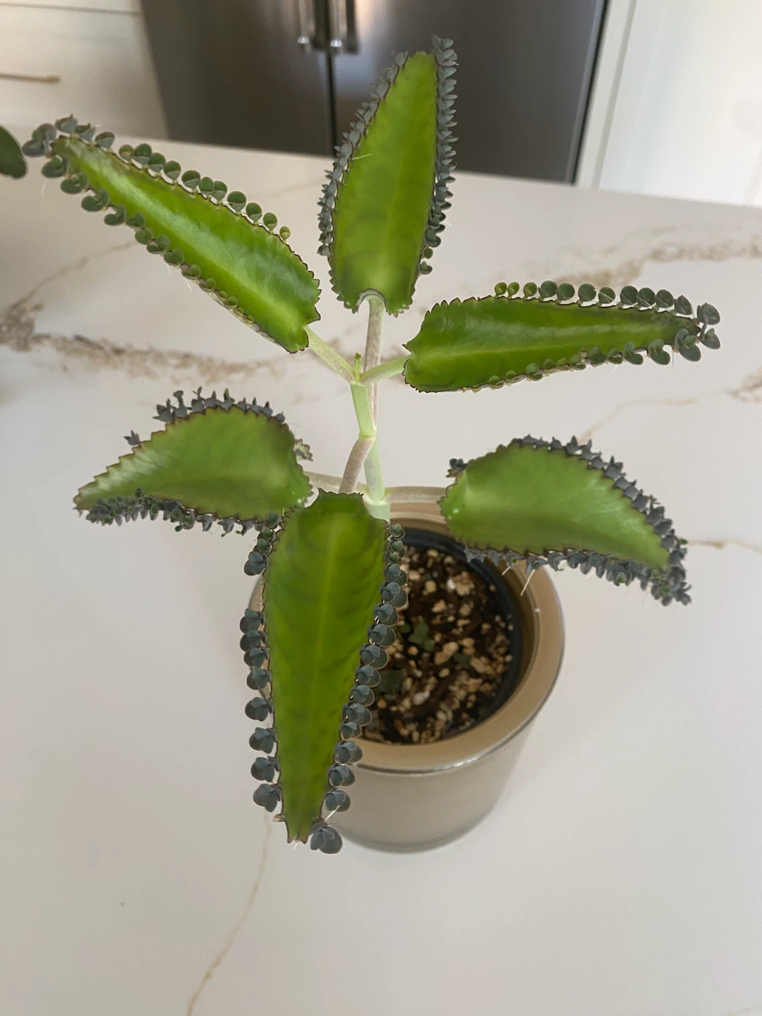 Mother of MillionPlant