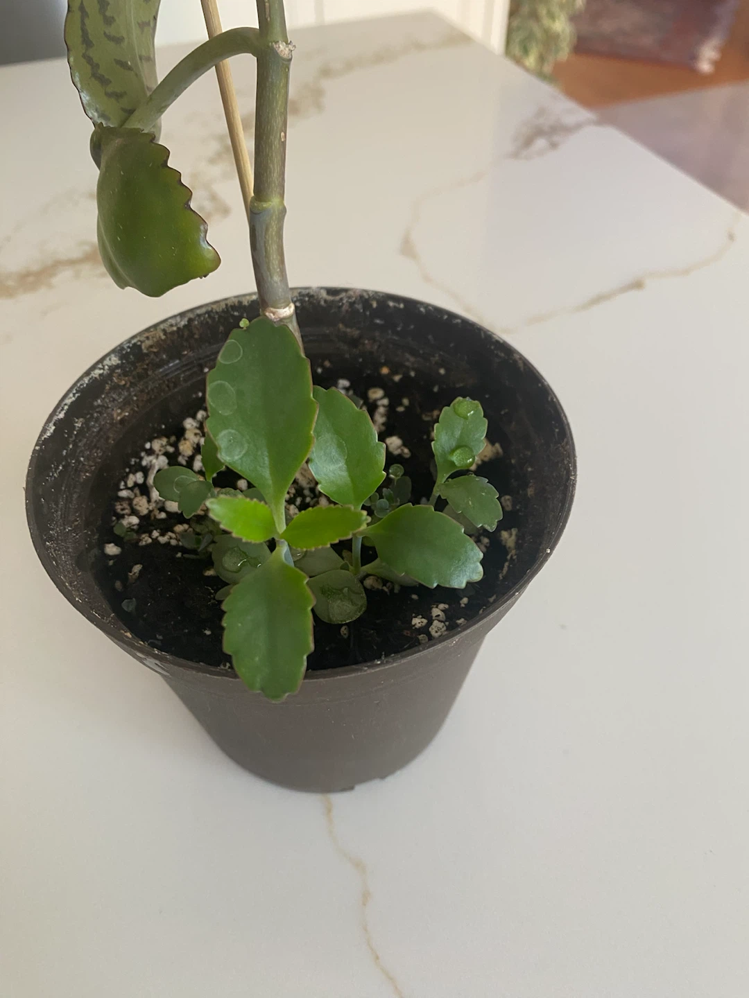 Mother of MillionPlant - photo 2