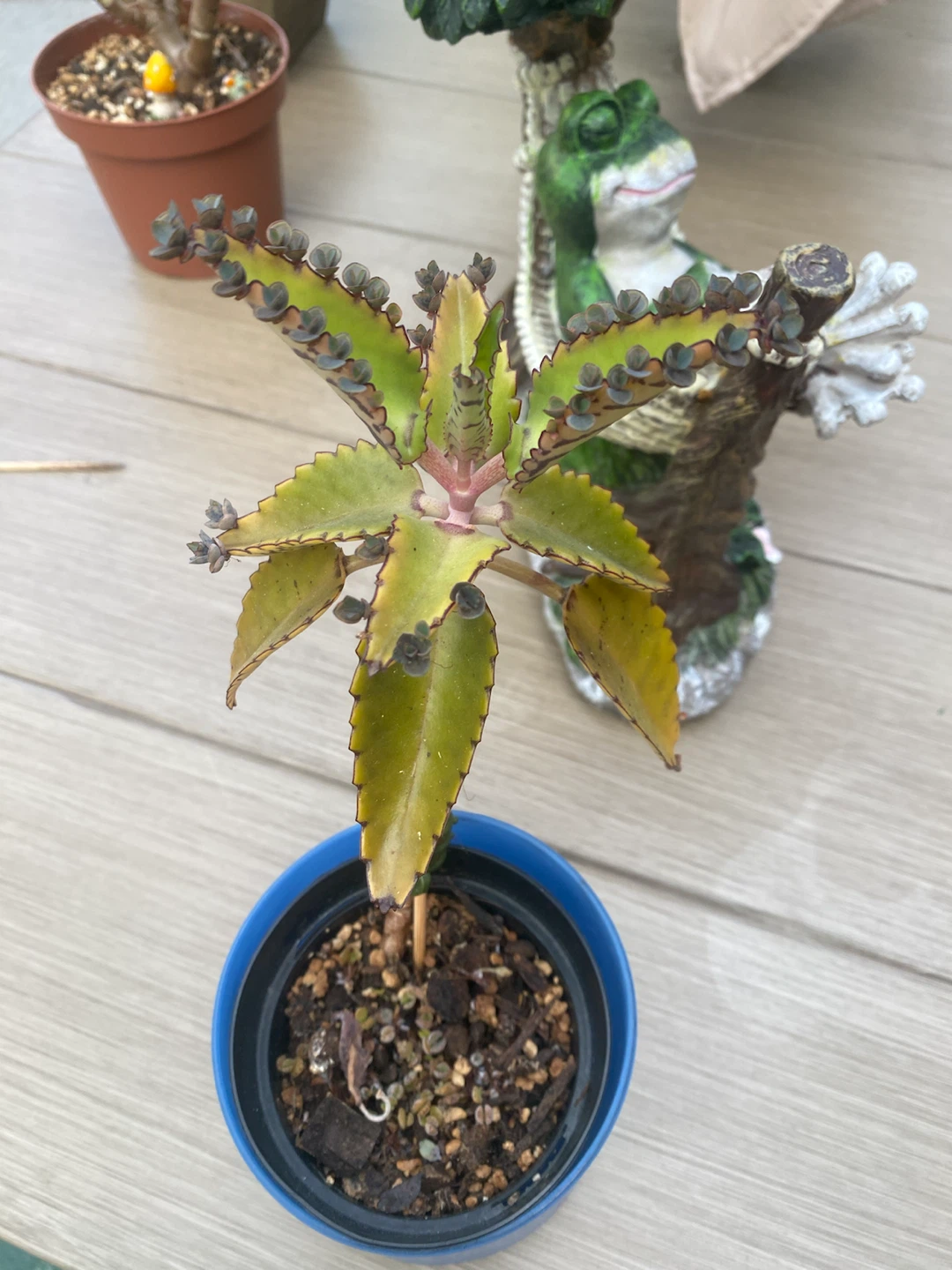 Mother of MillionPlant - photo 3
