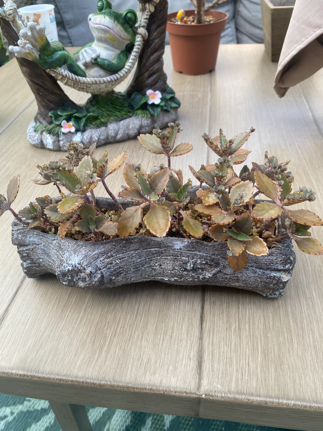 Mother of MillionPlant - photo 4