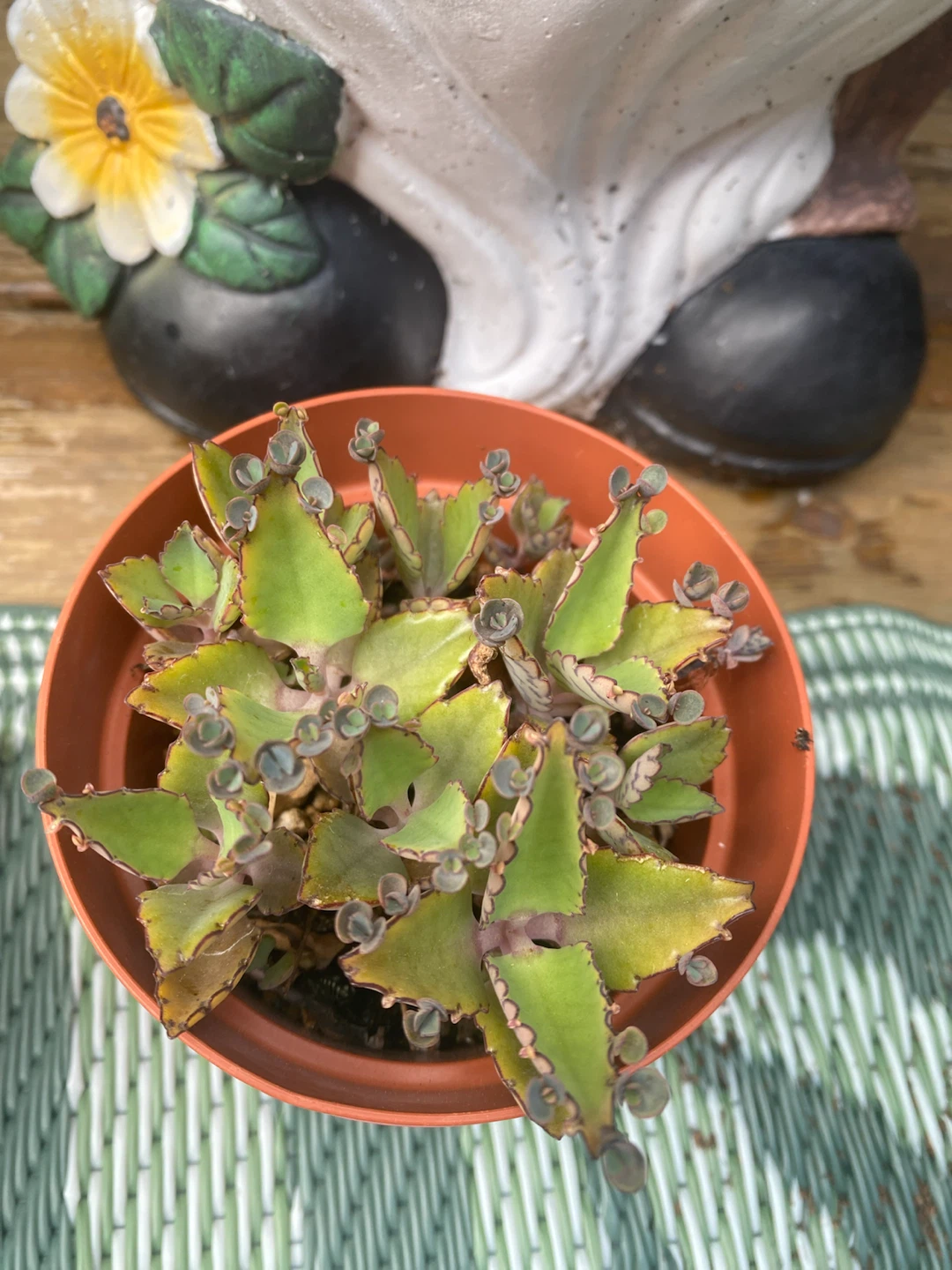 Mother of MillionPlant - photo 5