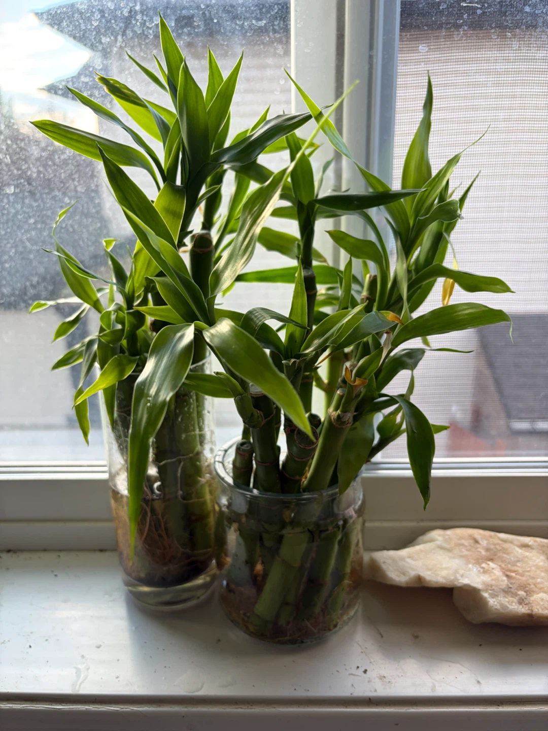 Lucky Bamboo , Monstera Cuttings & Aloe Propagation
