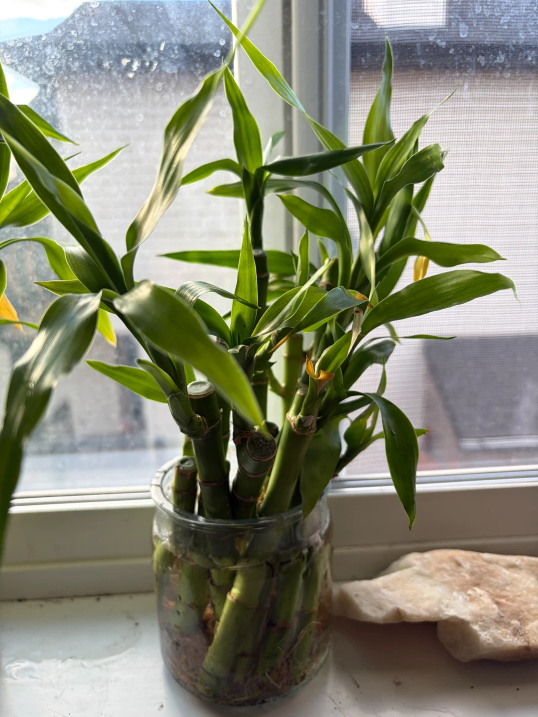 Lucky Bamboo , Monstera Cuttings & Aloe Propagation - photo 2