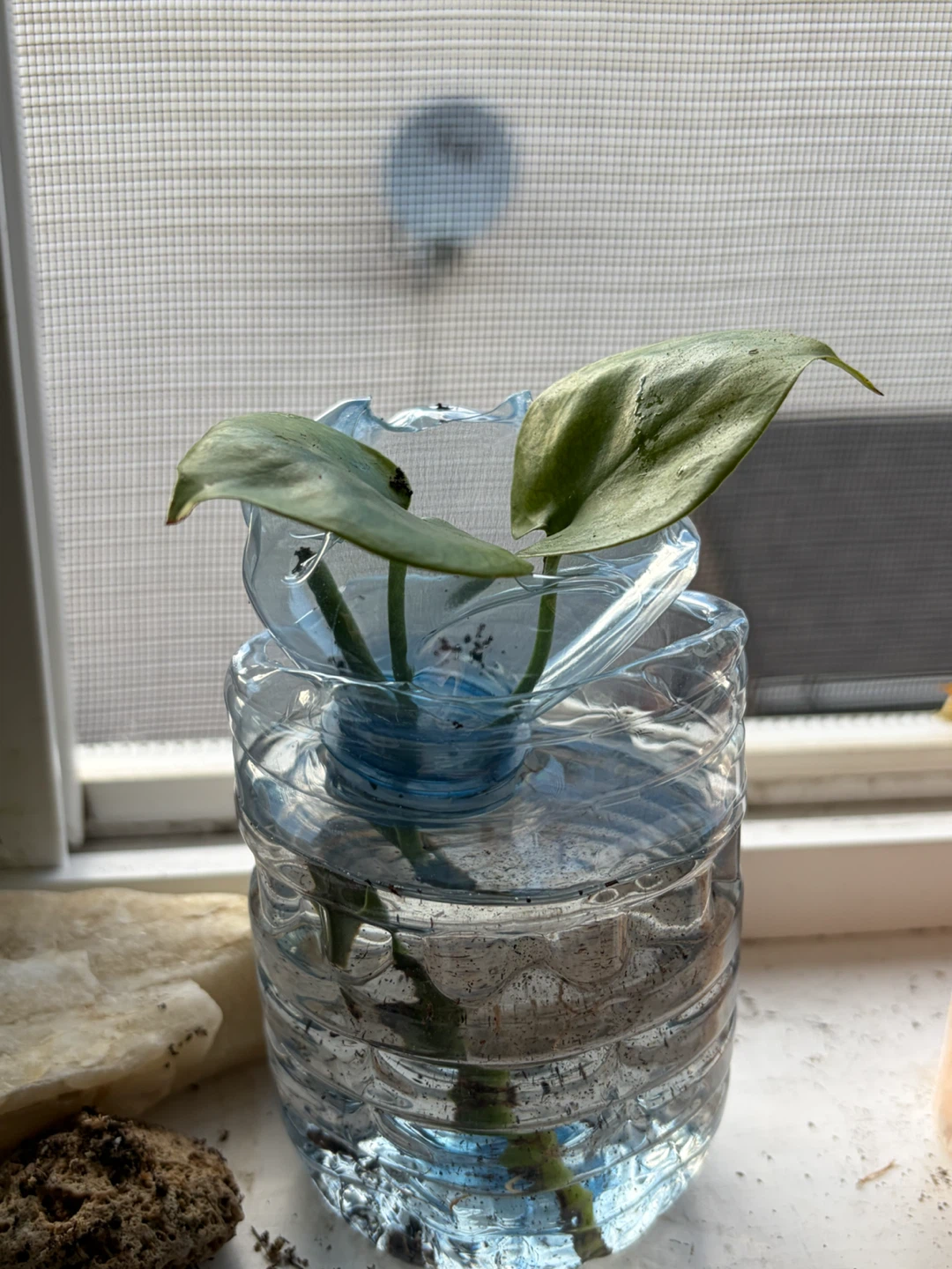 Lucky Bamboo , Monstera Cuttings & Aloe Propagation - photo 3