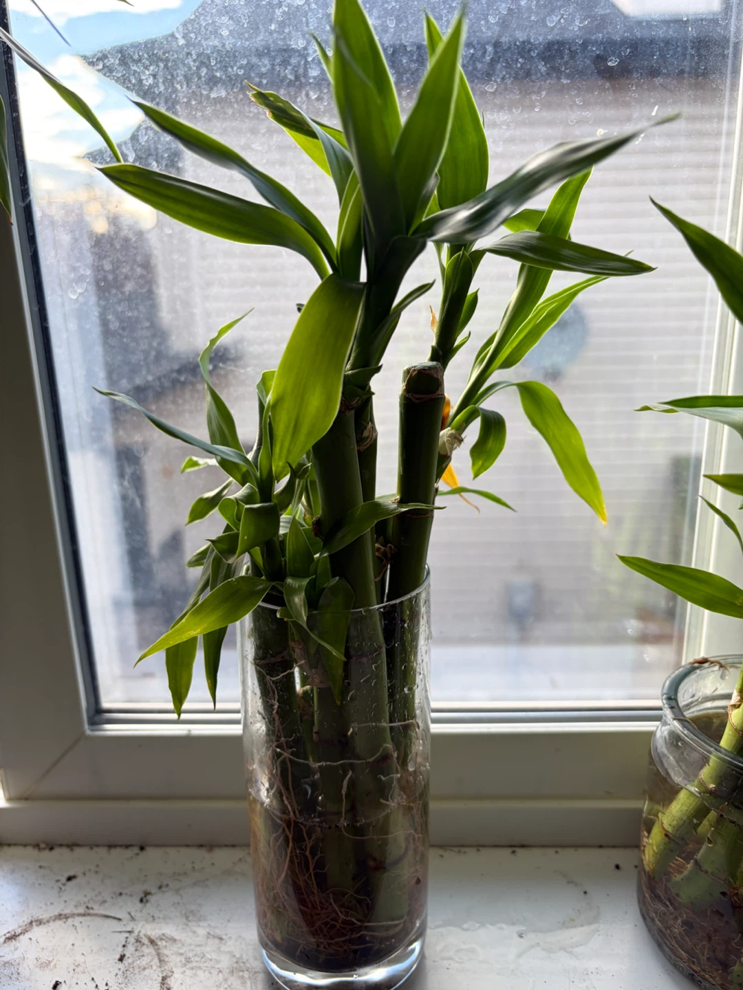 Lucky Bamboo , Monstera Cuttings & Aloe Propagation - photo 4