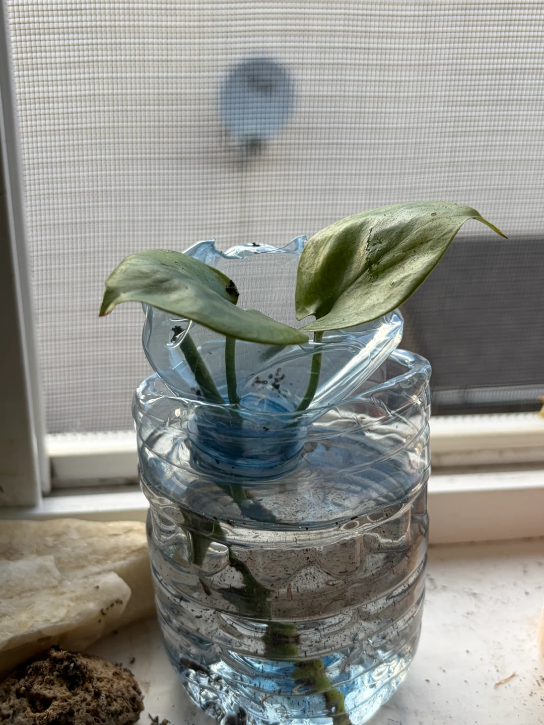 Lucky Bamboo , Monstera Cuttings & Aloe Propagation - photo 5