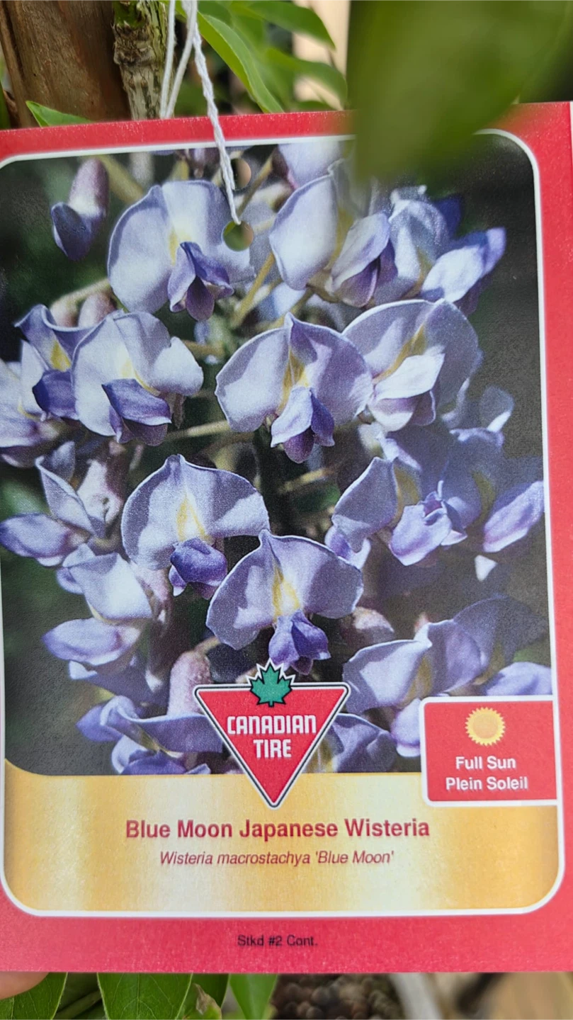 Mature Blue Moon Japanese Wisteria Plant