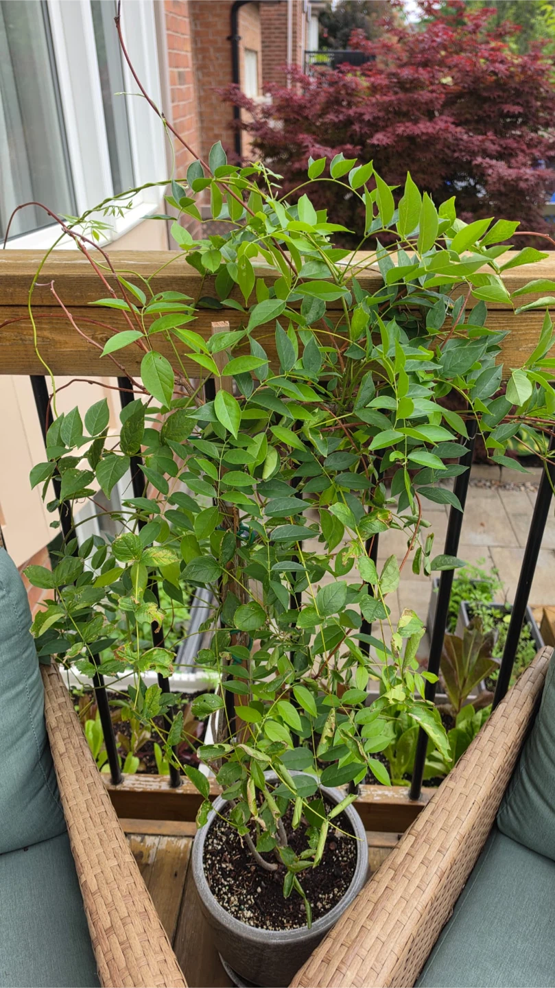 Mature Blue Moon Japanese Wisteria Plant - photo 2