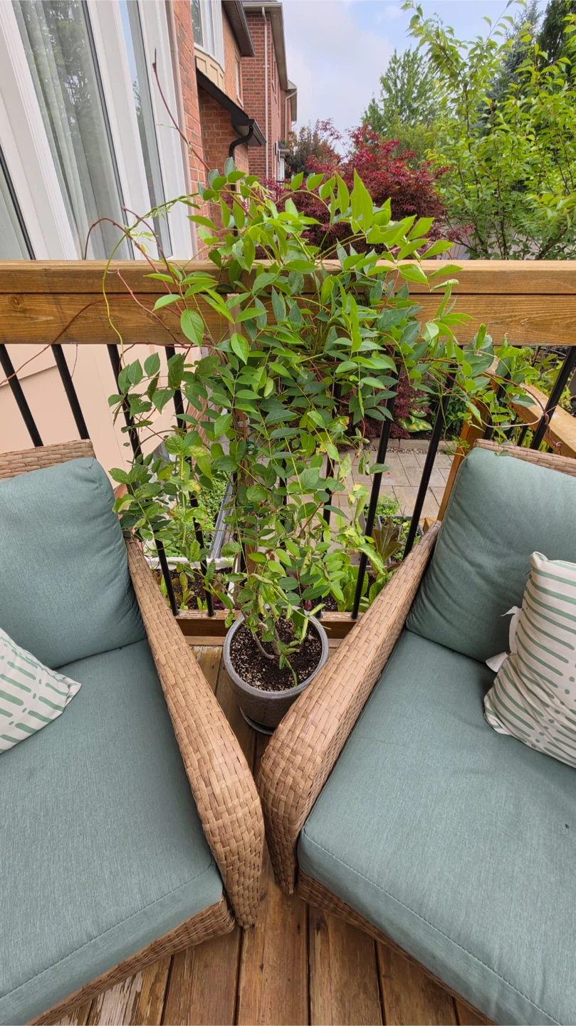 Mature Blue Moon Japanese Wisteria Plant - photo 3