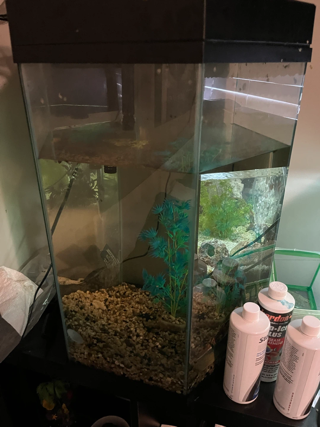 20 gal fish tank no heater