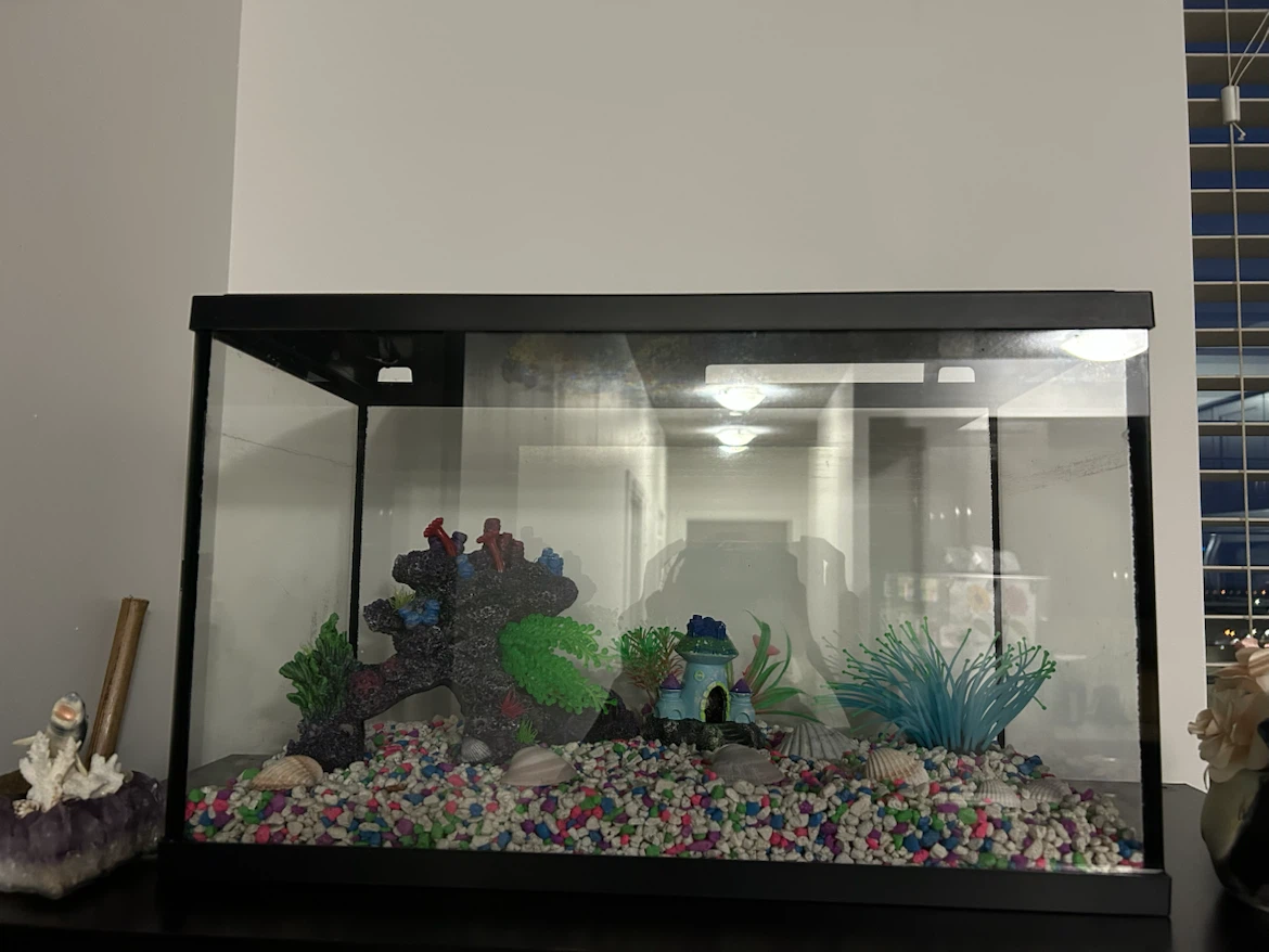 Complete Aquarium Setup – ONLY $35 (Everything Included!) - photo 3