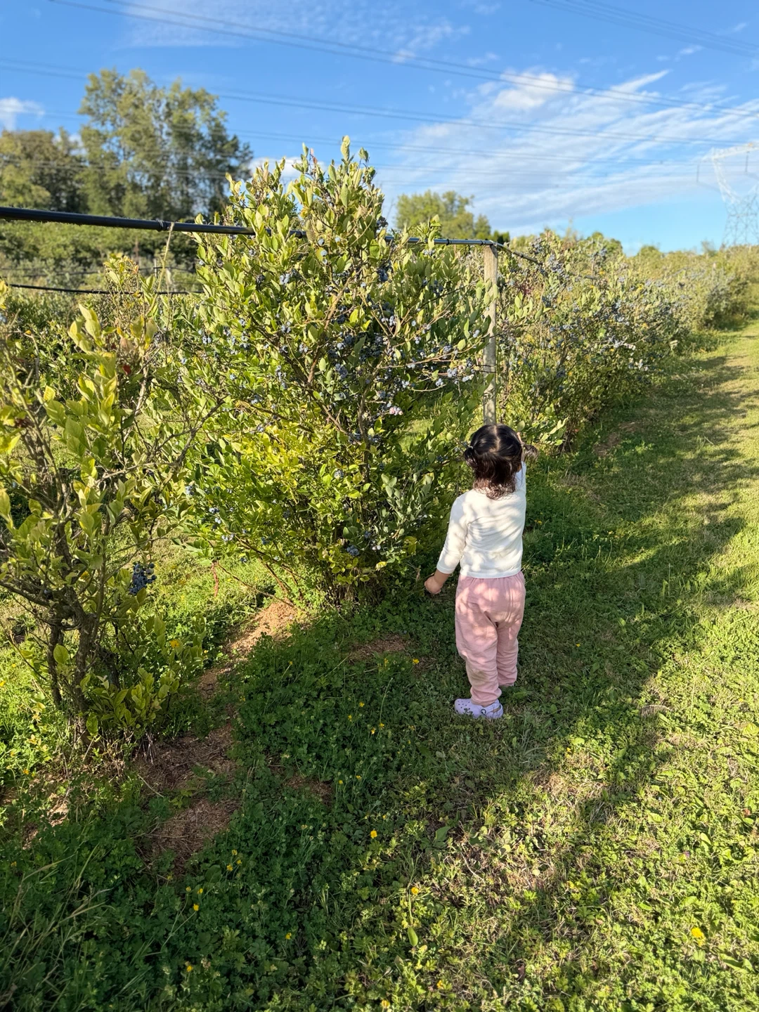Blueberry Picking