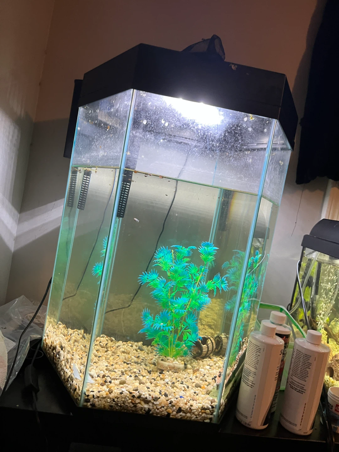 20 gal fish tank no heater - photo 5