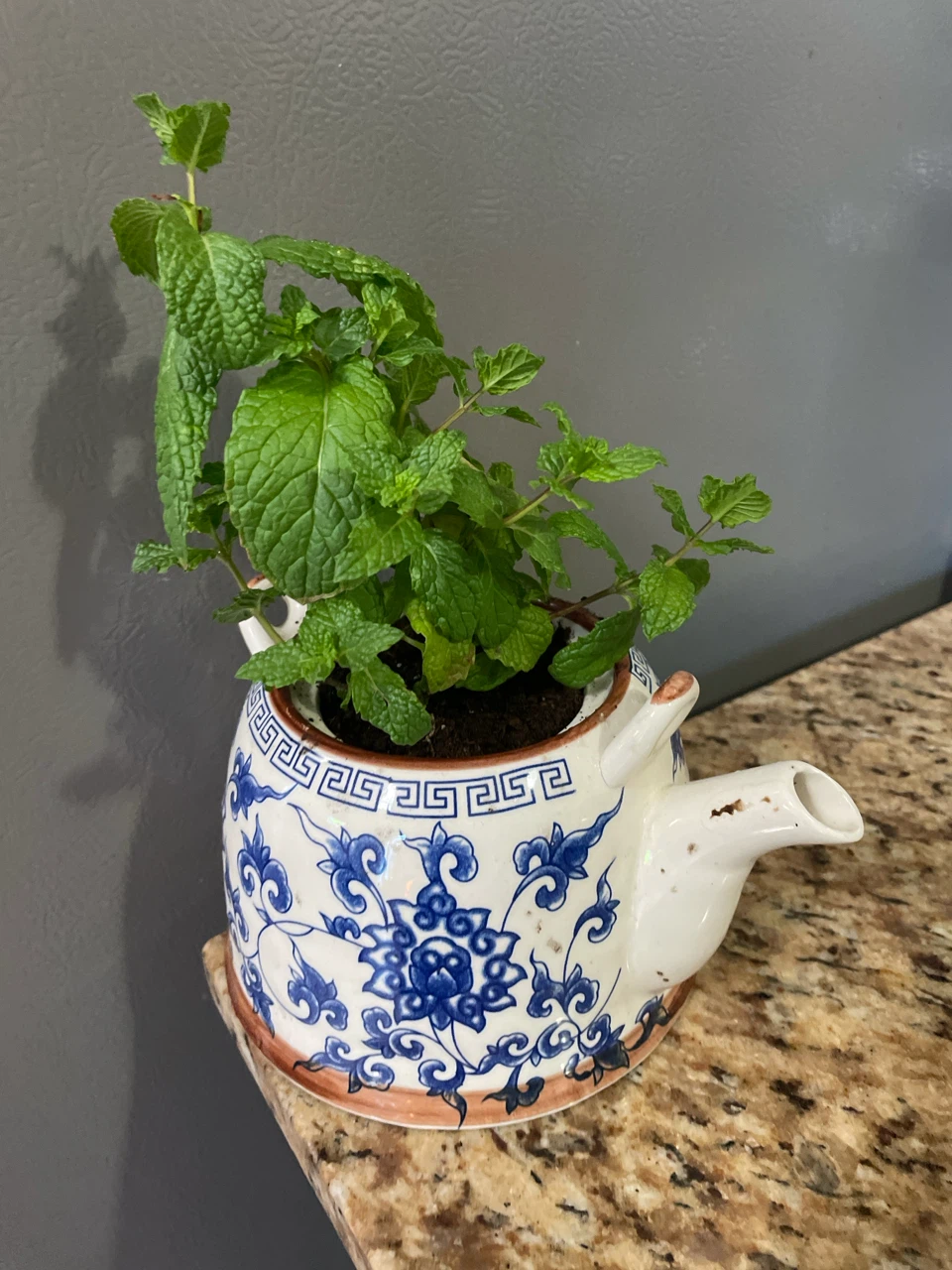 Mint Plant in Decorative Teapot Pot
