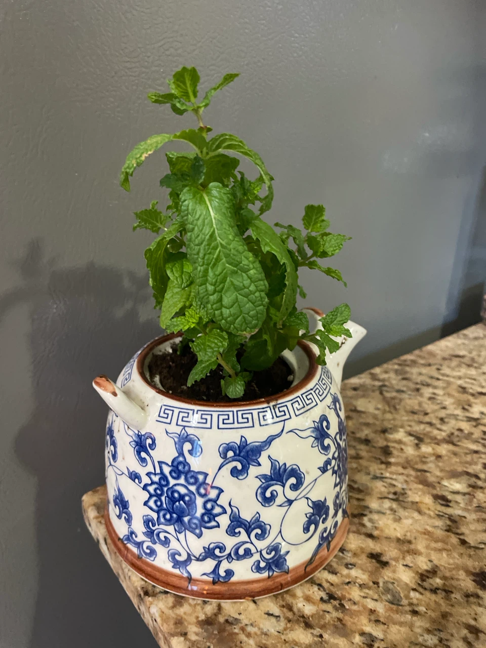 Mint Plant in Decorative Teapot Pot - photo 2