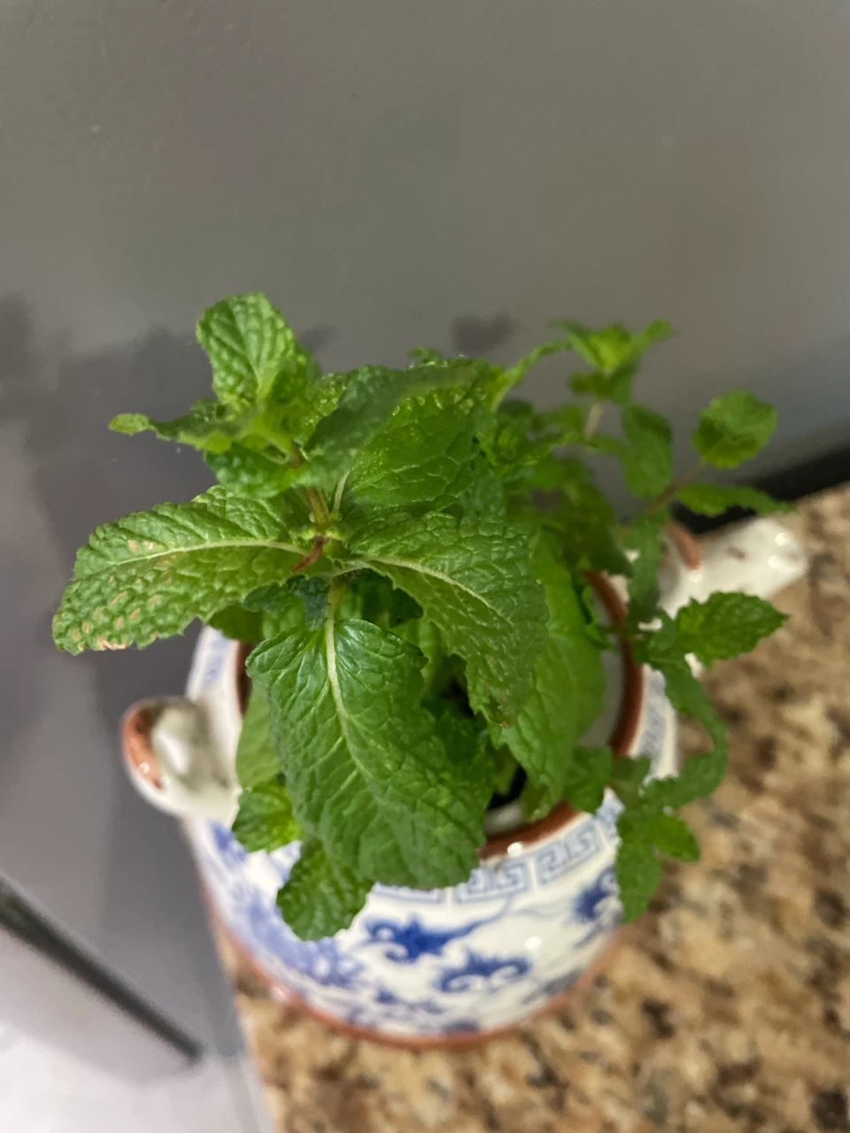Mint Plant in Decorative Teapot Pot - photo 3