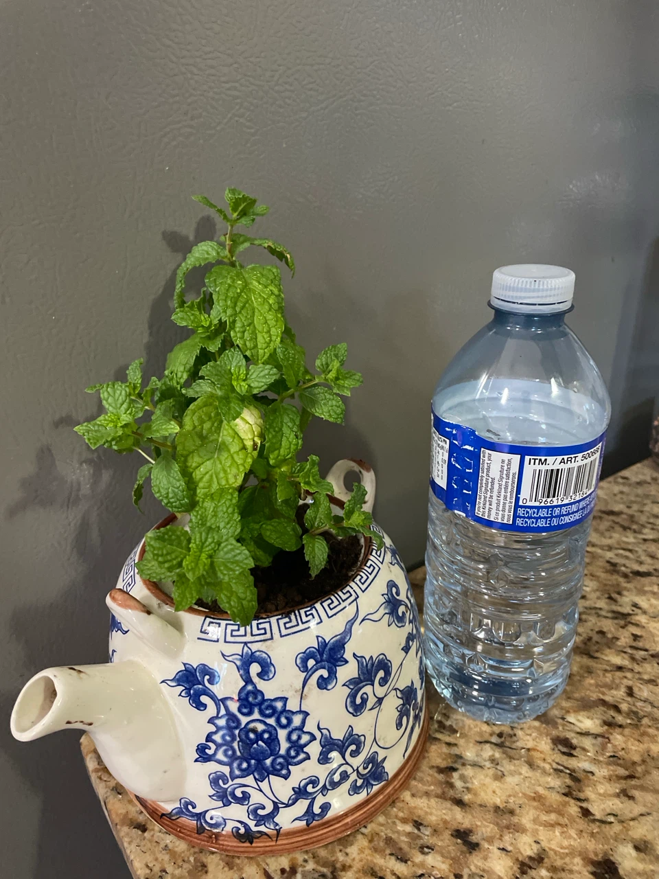Mint Plant in Decorative Teapot Pot - photo 4