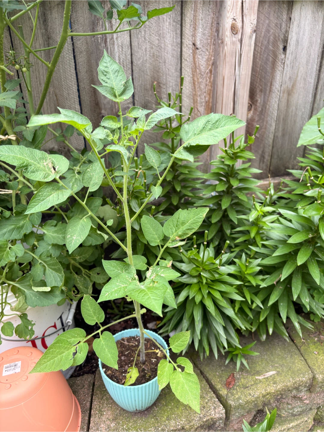 Tomato Plant in Blue Pot