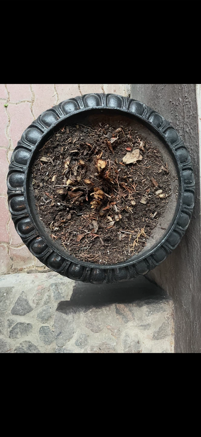 Pair of Black Cast Iron Urn Planters - photo 3