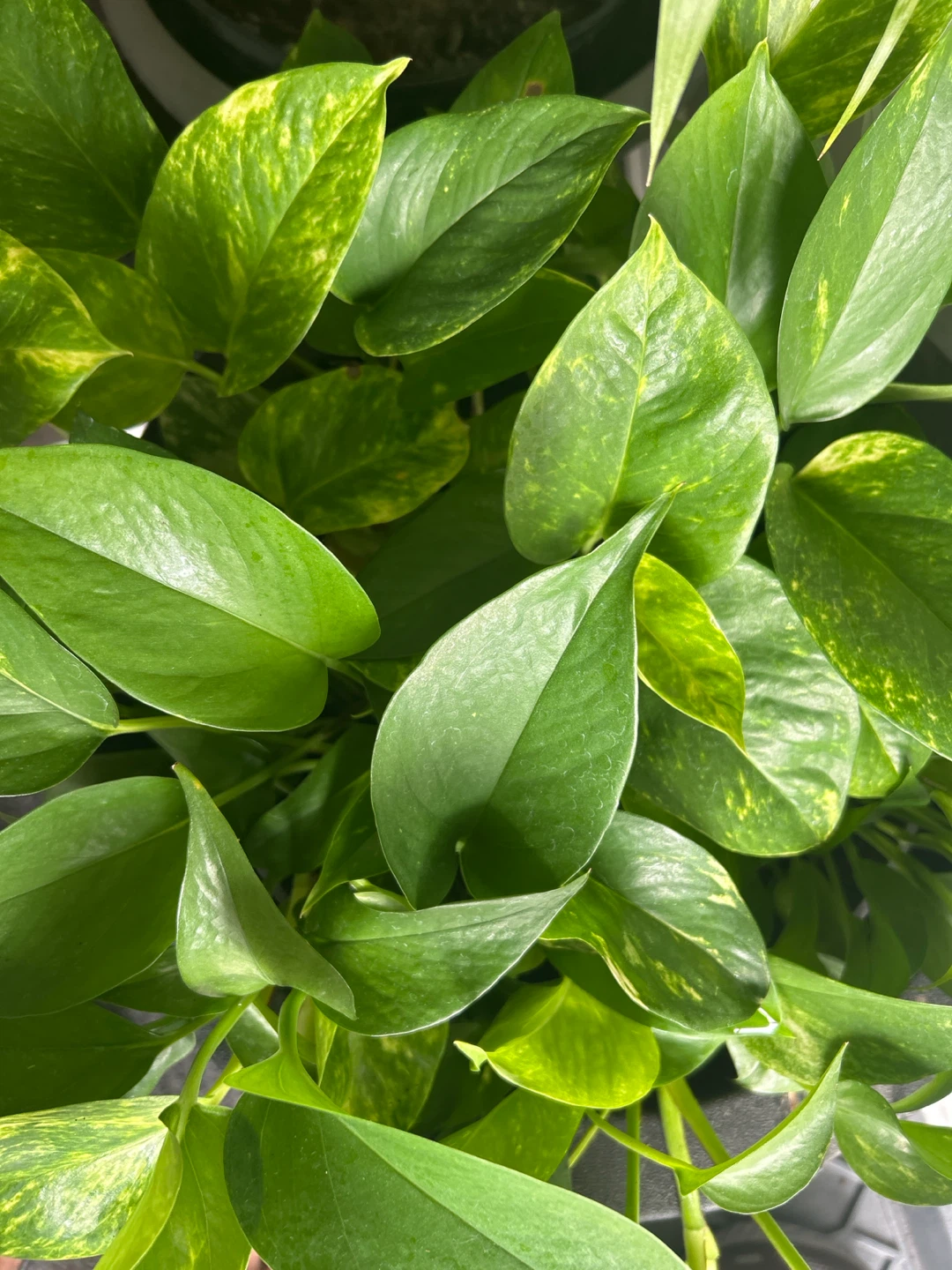 Pothos Plant in Black Pot