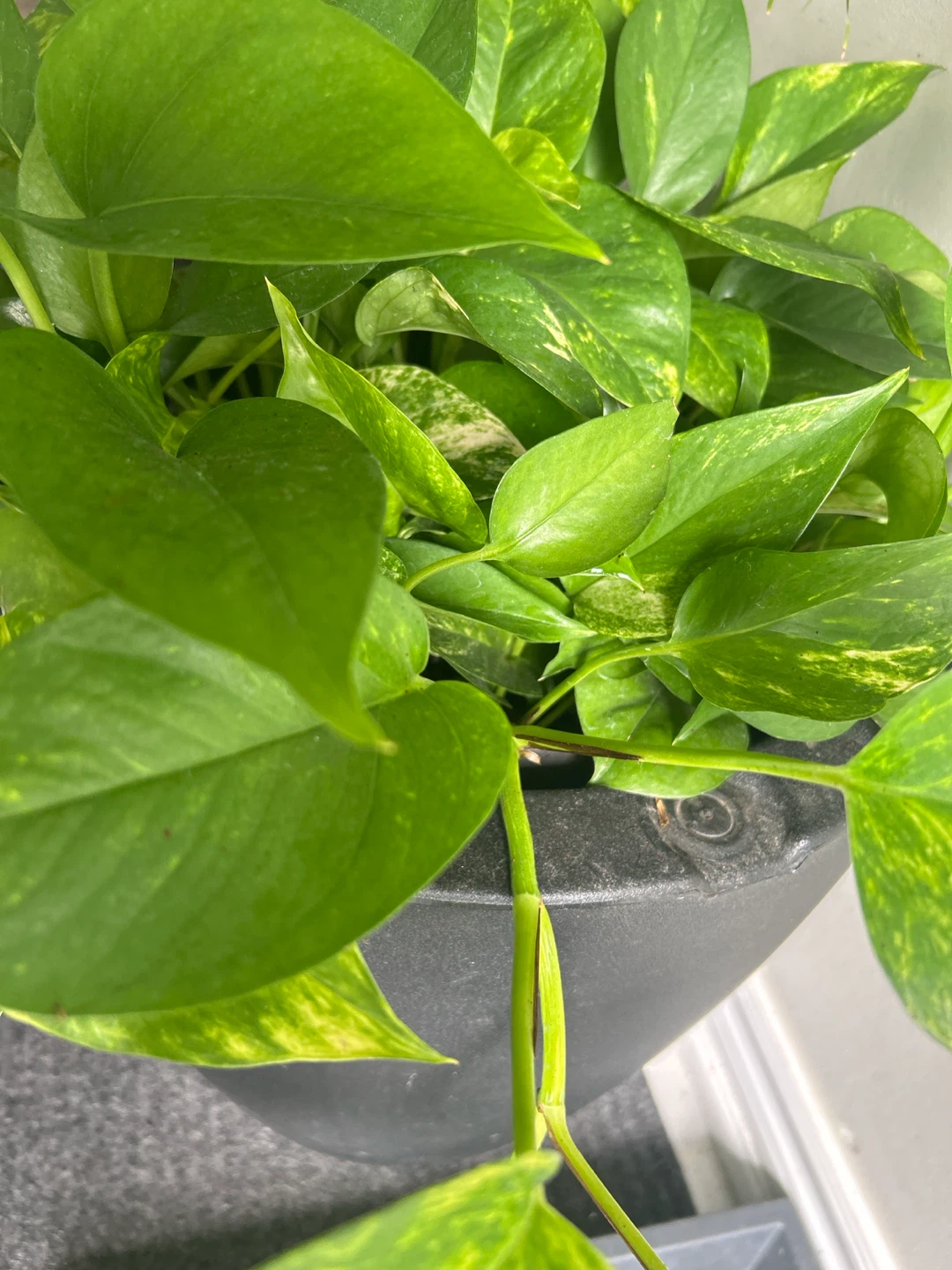 Pothos Plant in Black Pot - photo 3