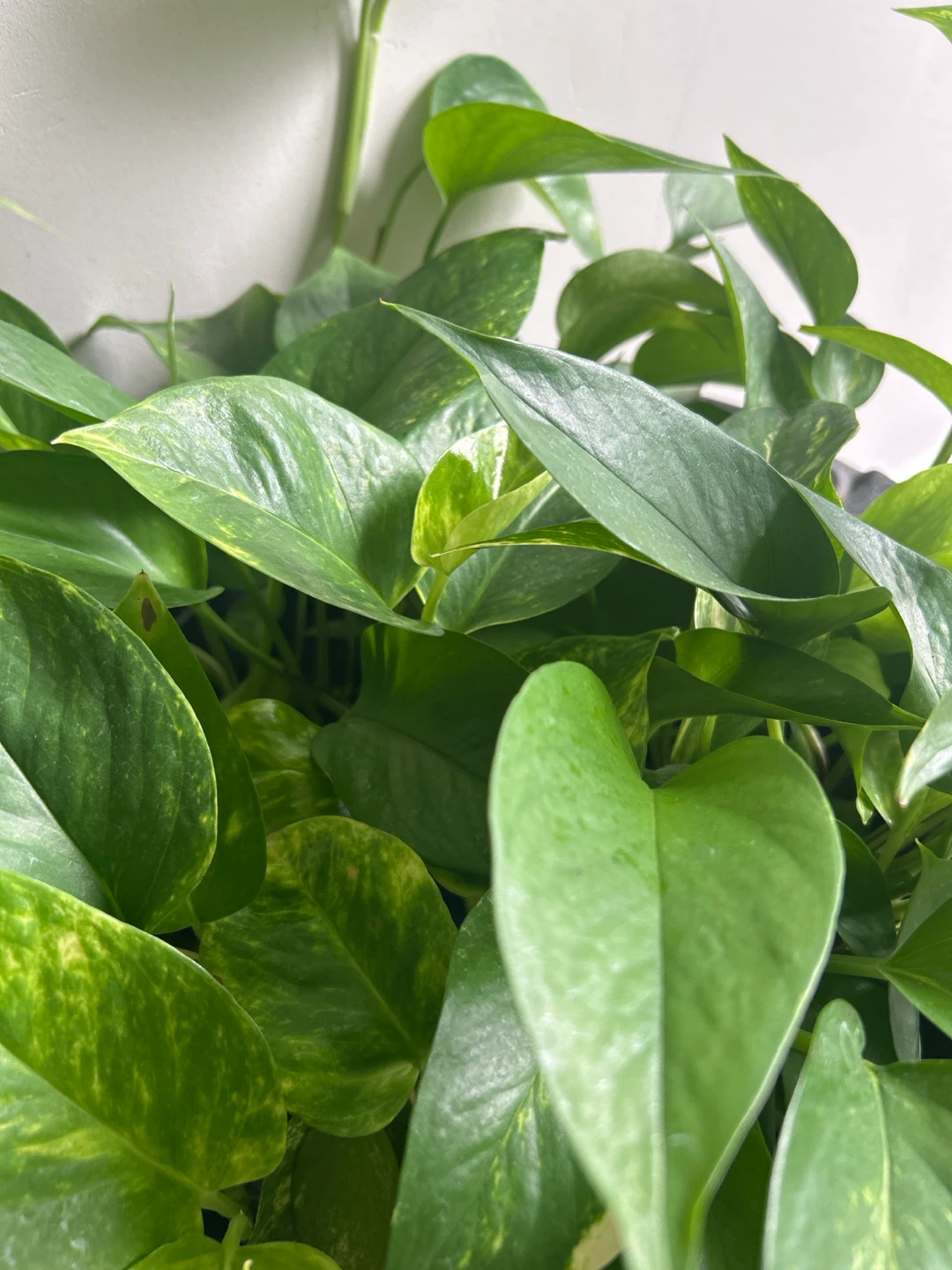 Pothos Plant in Black Pot - photo 4