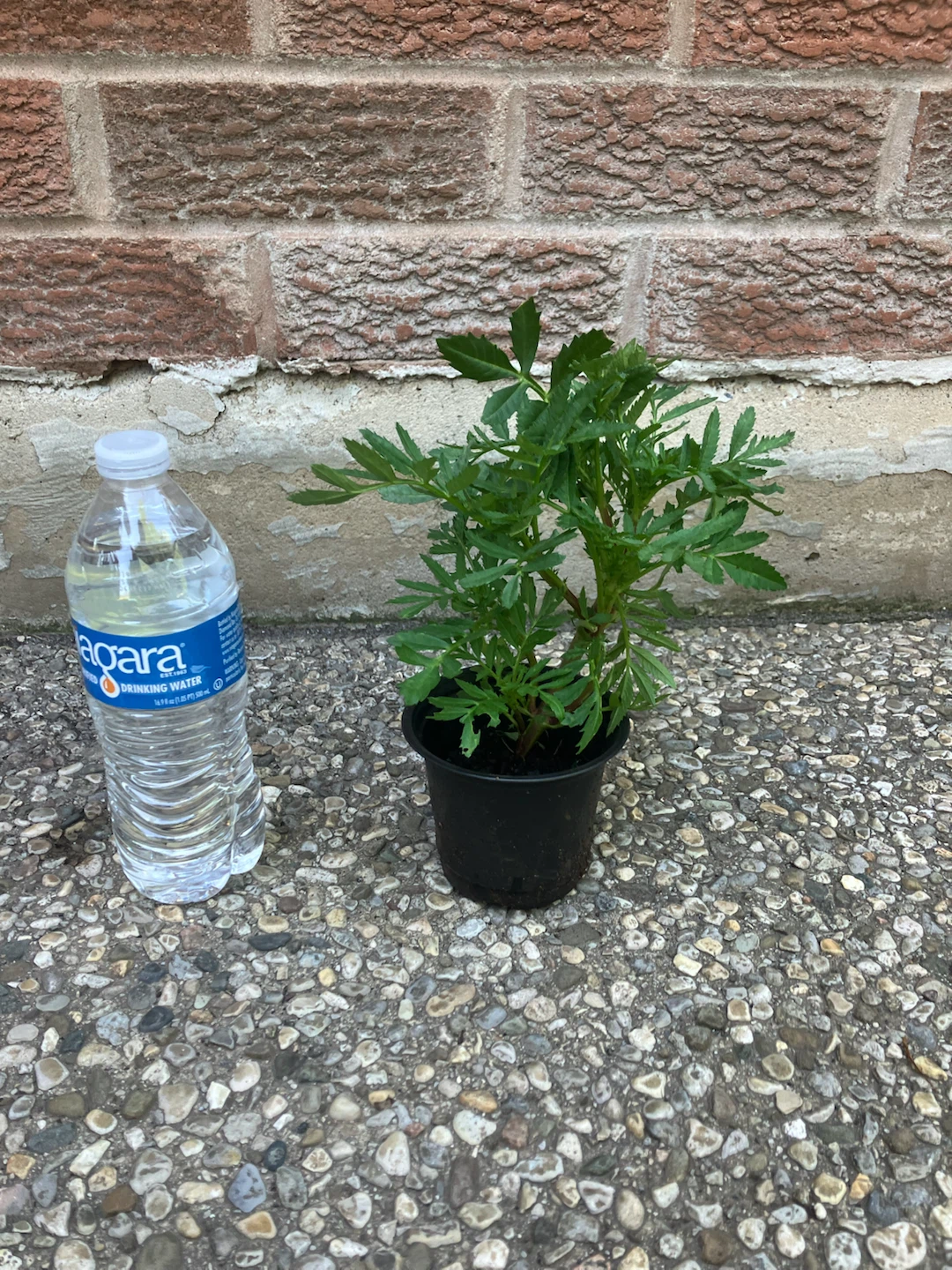 Healthy French Marigold annual Plant @Mississauga - photo 2