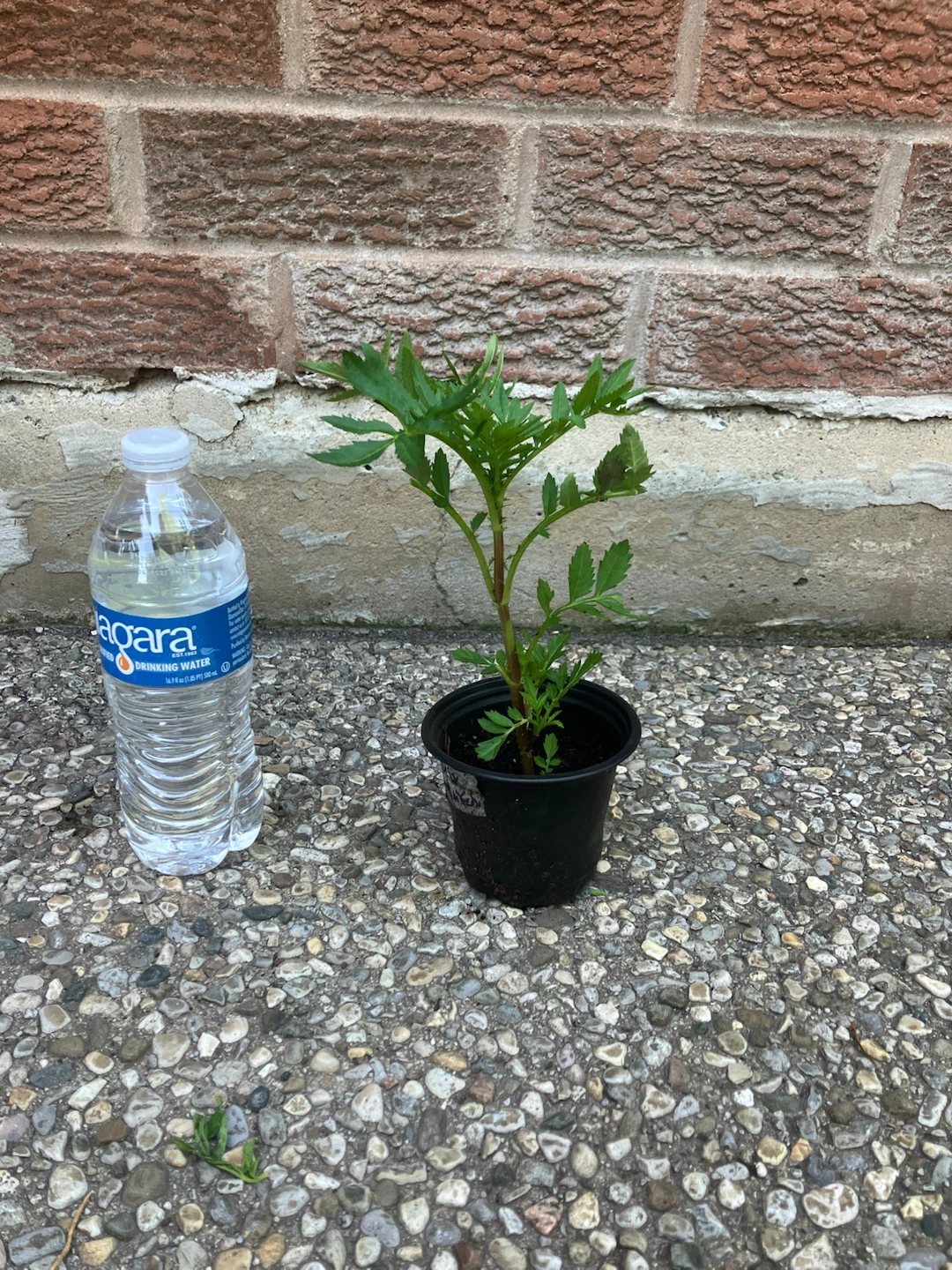 Healthy French Marigold annual Plant @Mississauga - photo 3