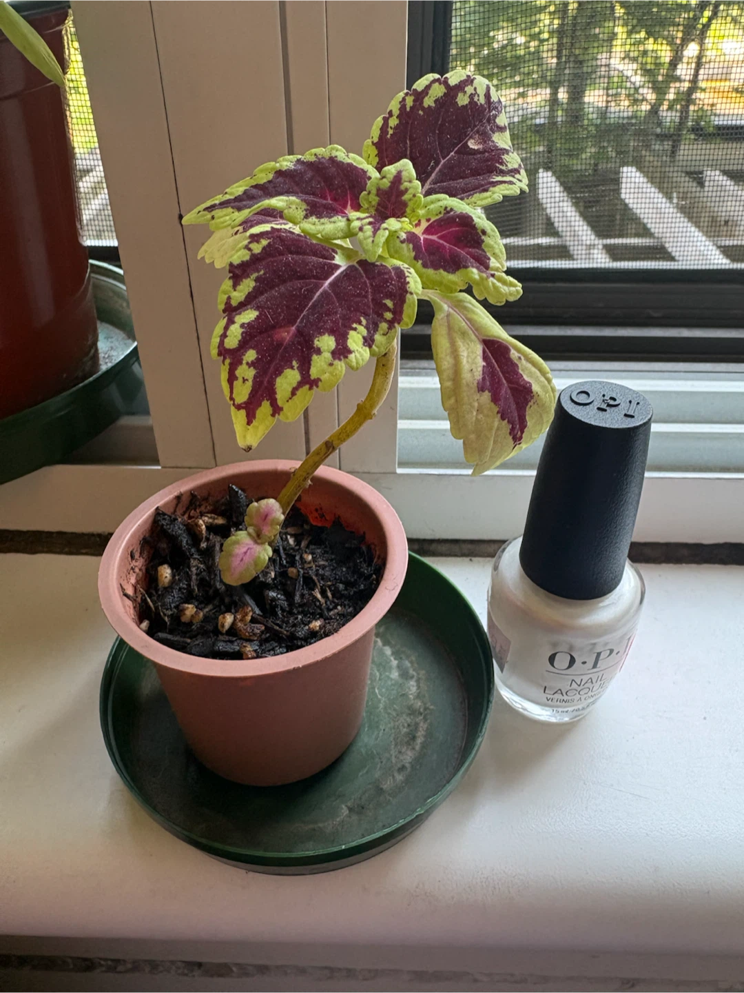 Coleous in a small pot_shows new growth