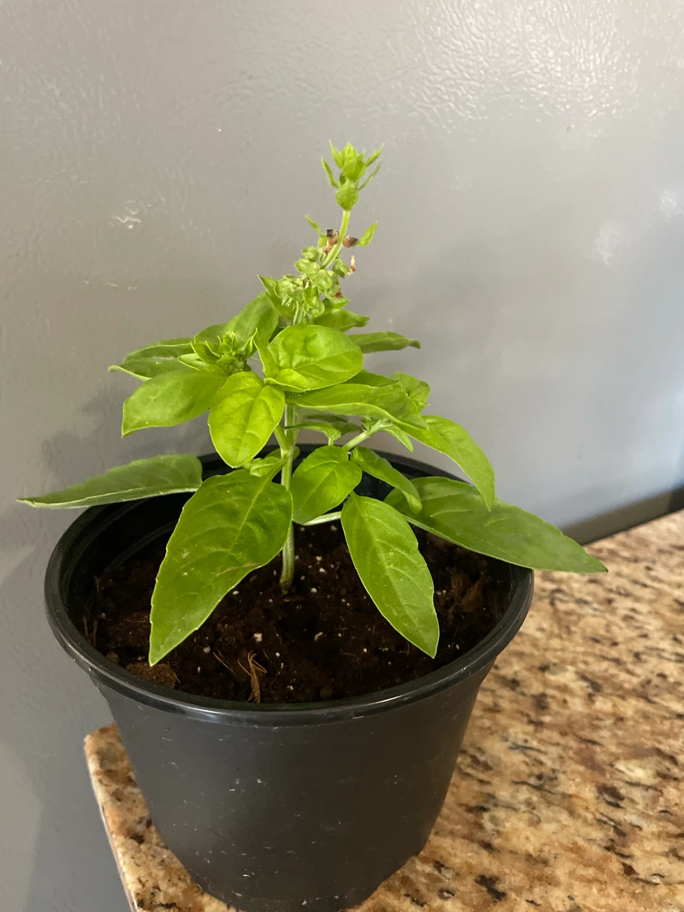 Healthy Potted Basil Plant