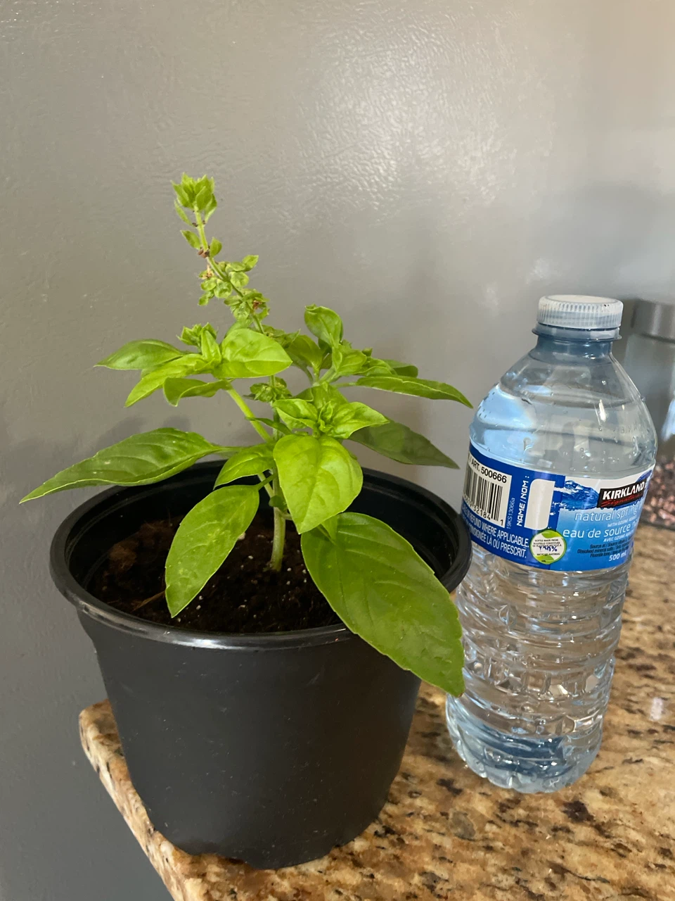 Healthy Potted Basil Plant - photo 2