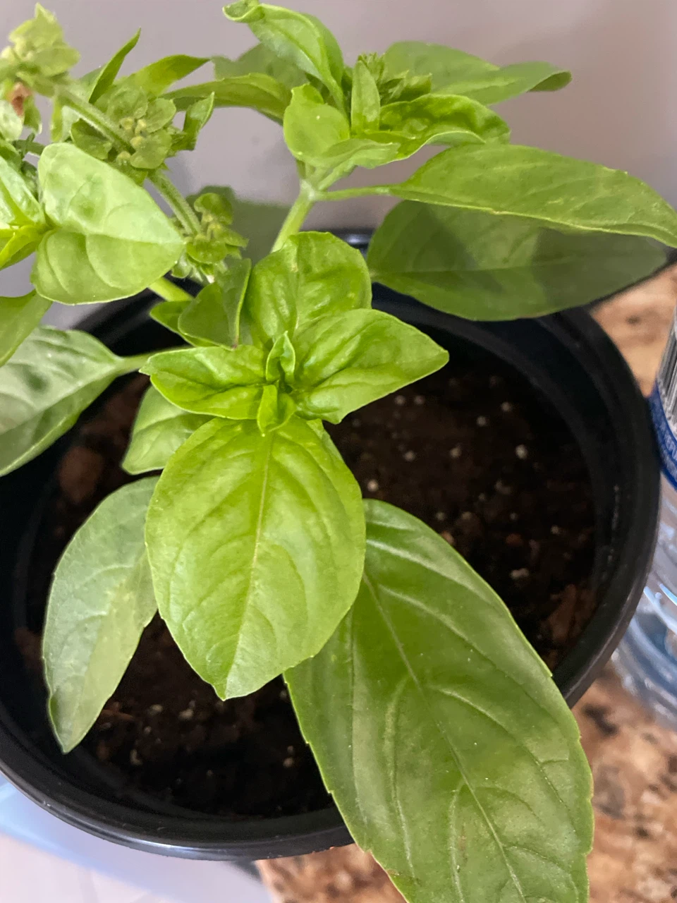 Healthy Potted Basil Plant - photo 3