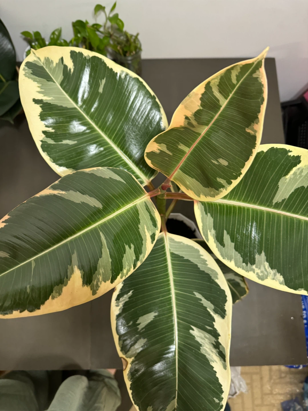 Ficus