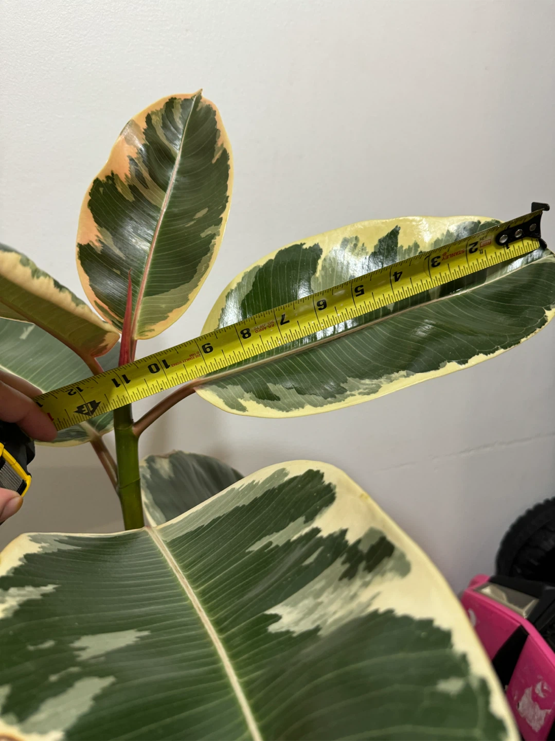 Ficus - photo 2