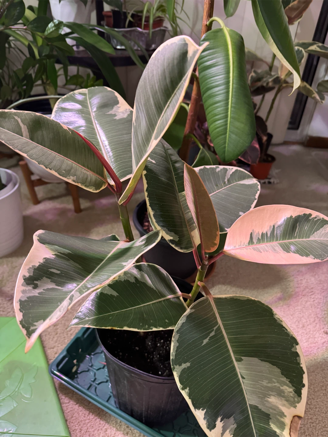 Ficus - photo 3