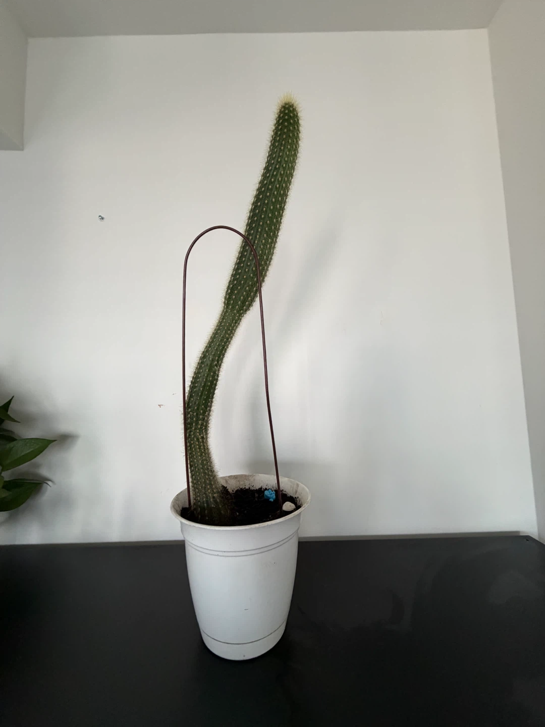 Tall Cactus Plant - 72cm