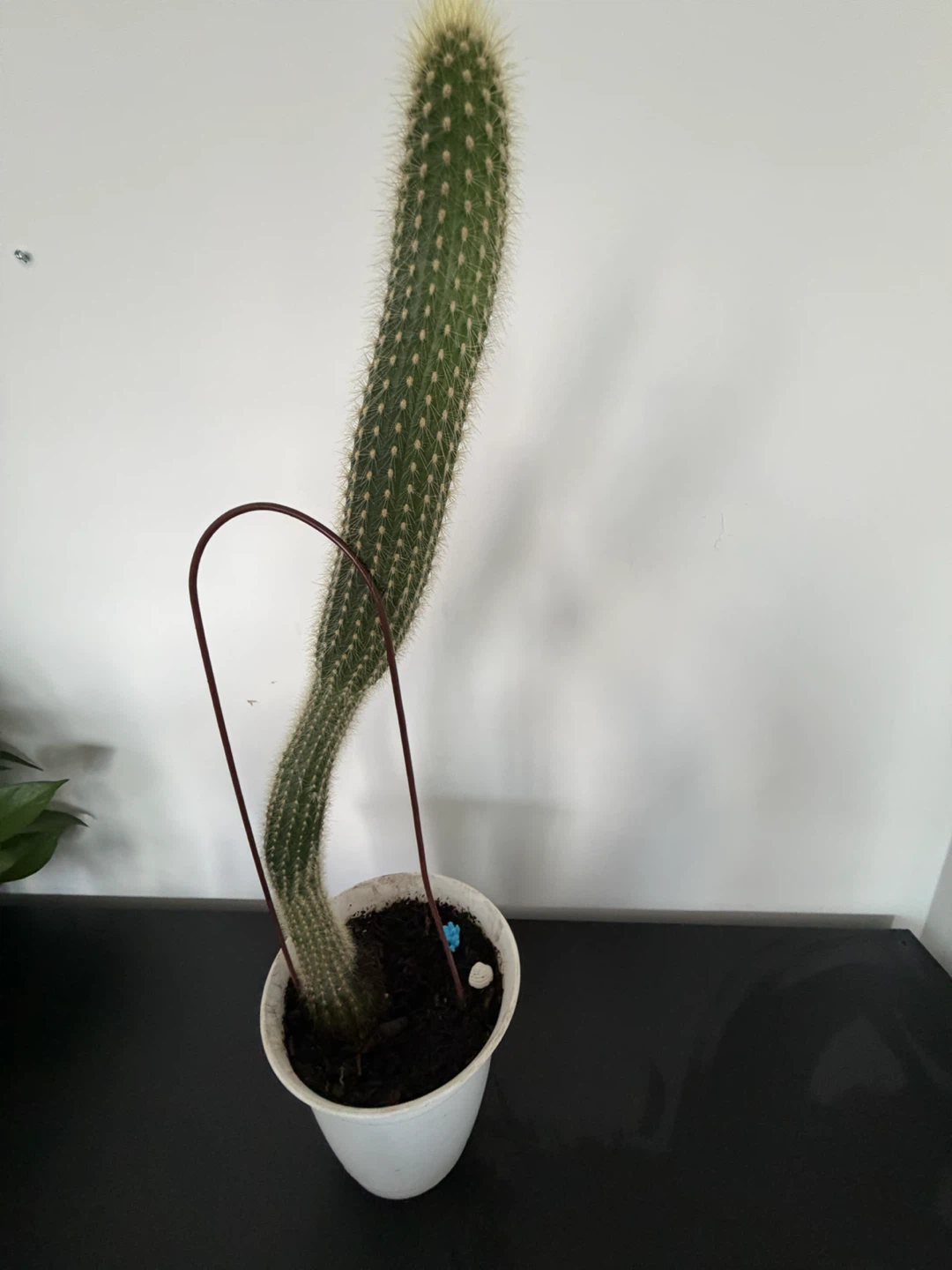 Tall Cactus Plant - 72cm - photo 2