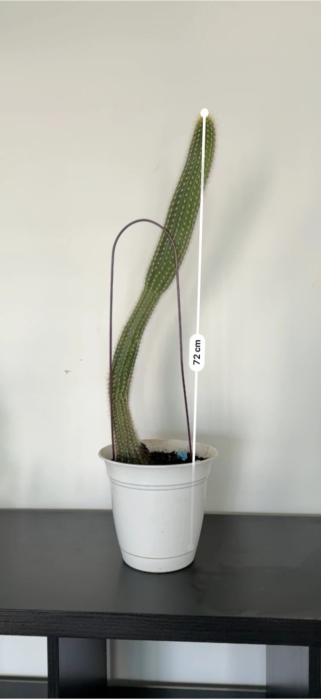 Tall Cactus Plant - 72cm - photo 3