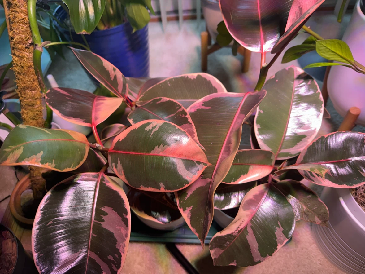 Ficus - photo 4