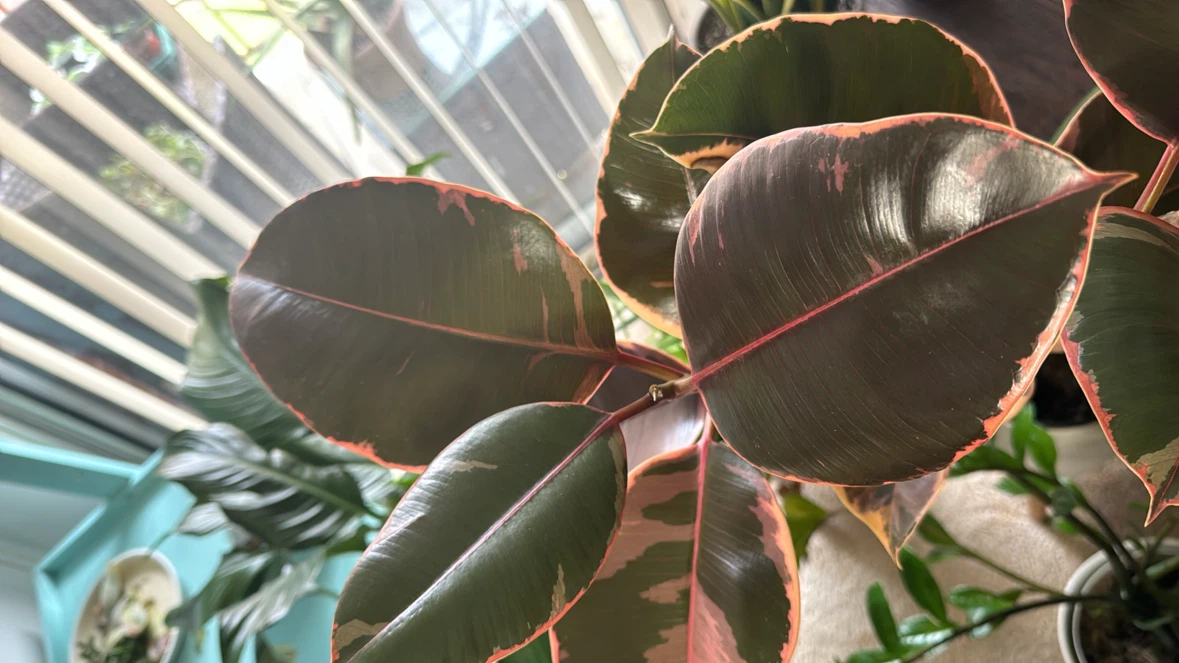 Ficus - photo 5