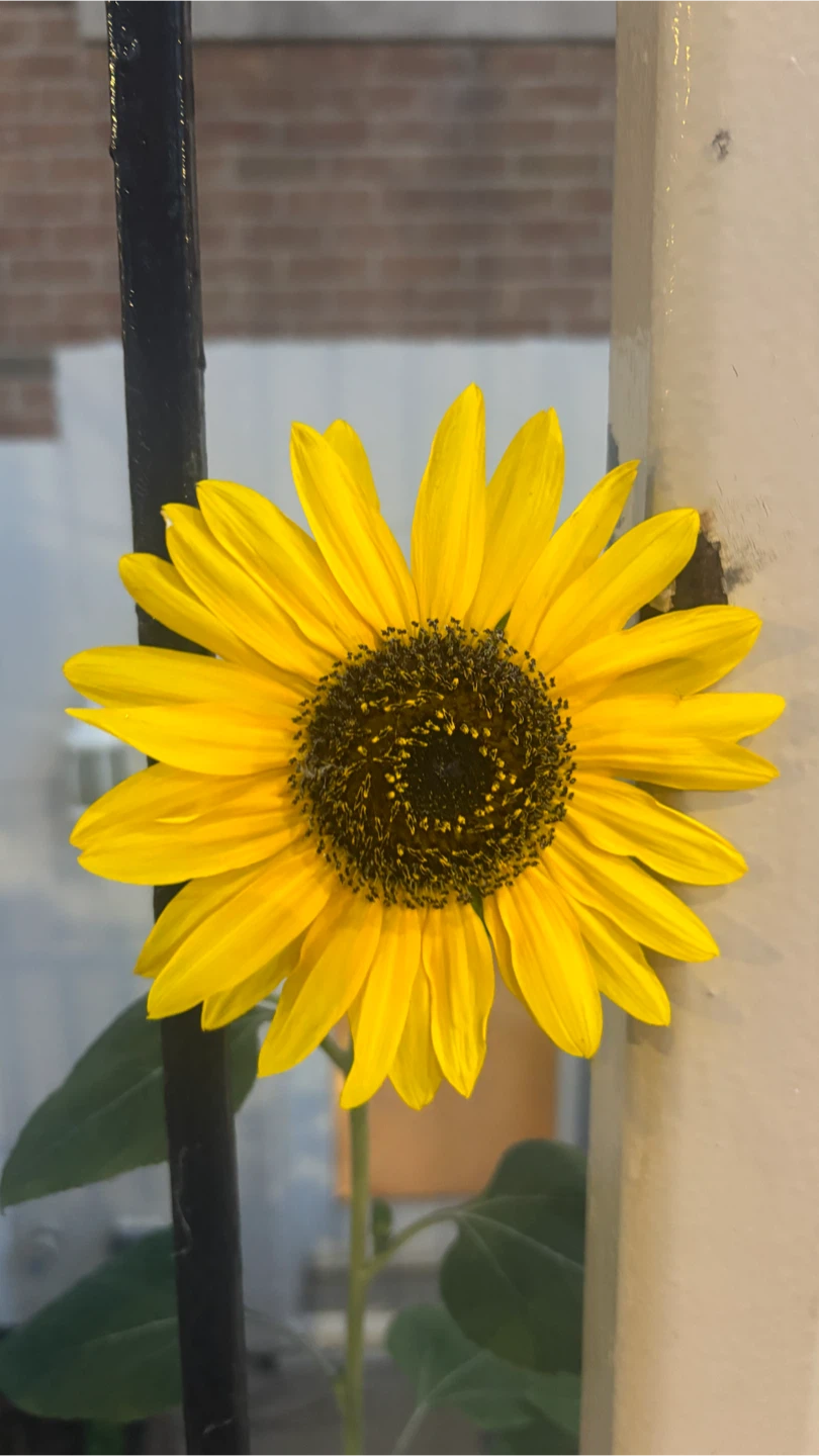 Free Sunflower plants
