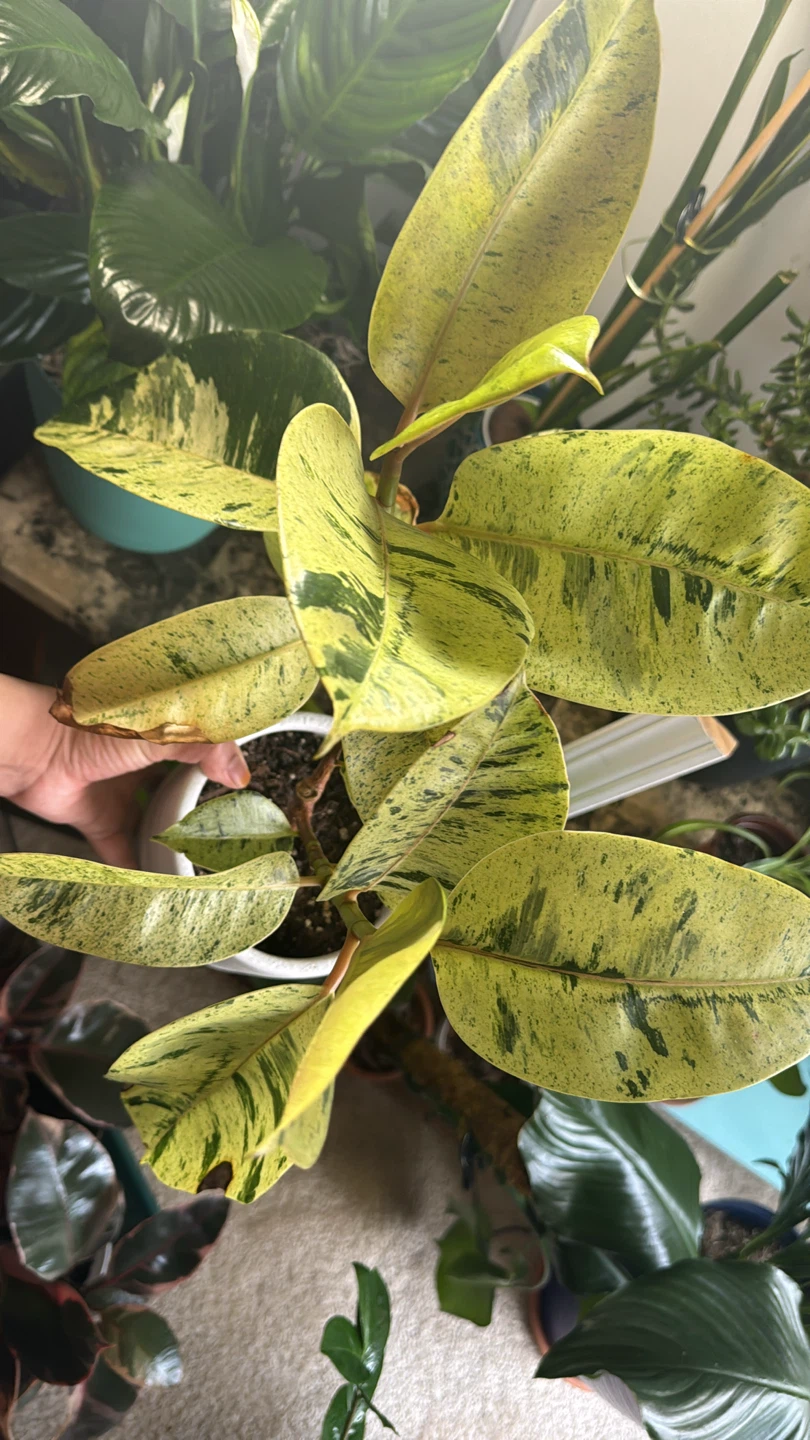 Ficus - photo 2
