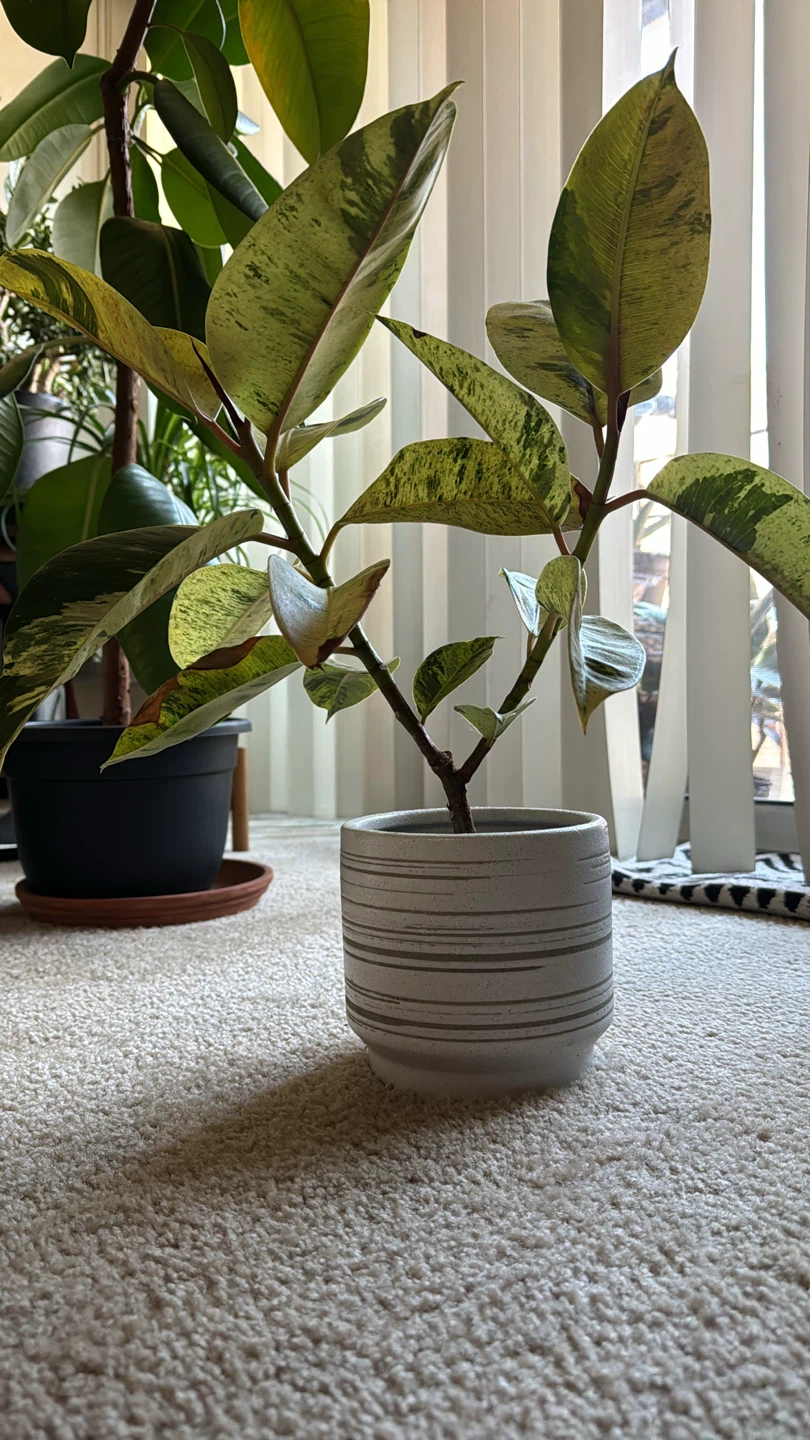Ficus - photo 3