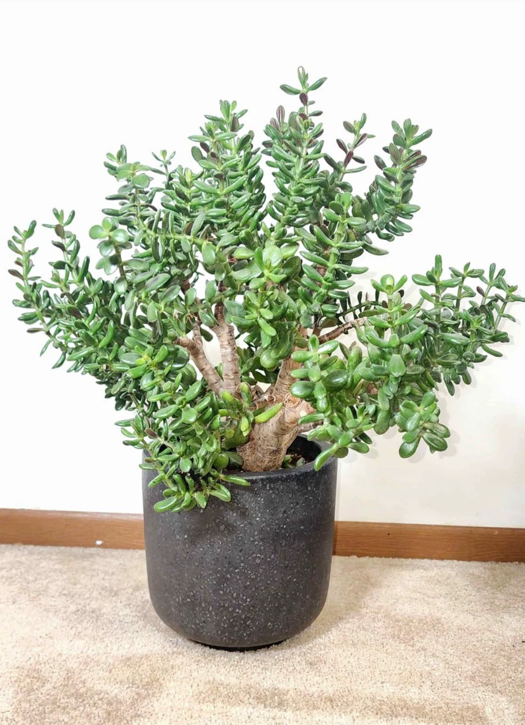 Jade Plant