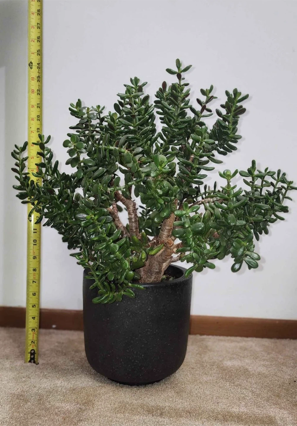 Jade Plant - photo 2