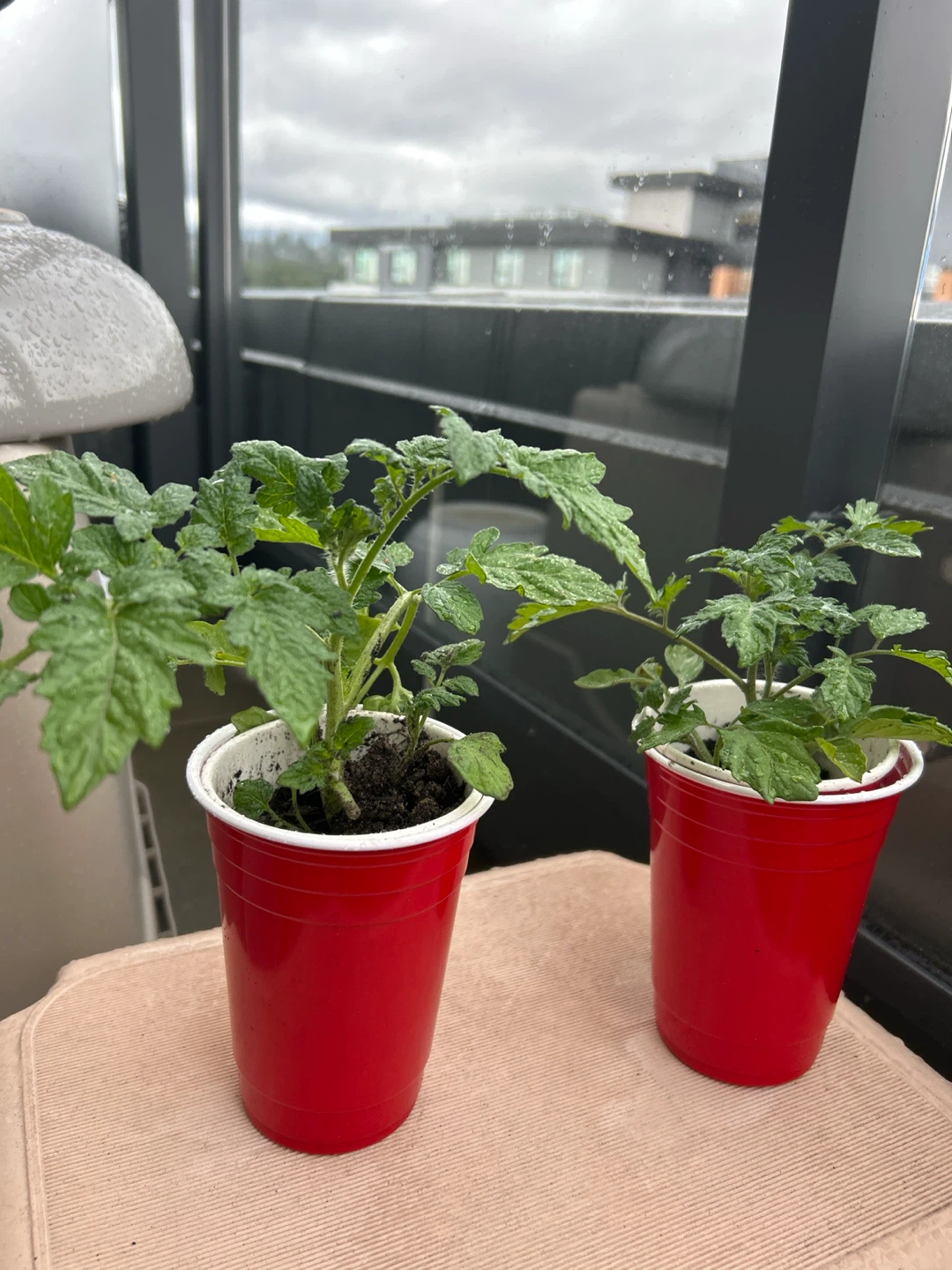 healthy Tomato Plants-1$ each